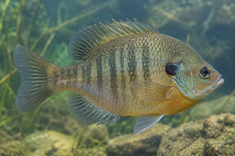 Bluegill (Lepomis macrochirus) in its freshwater habitat